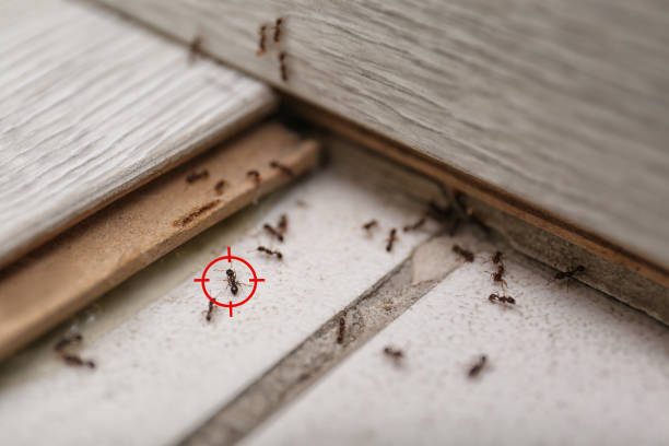 Best Emergency Pest Control  in Stanley, ND